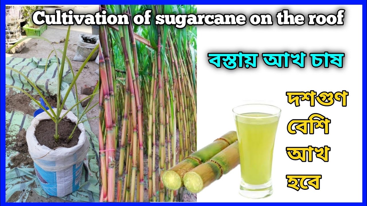 বস্তায় আখ চাষ করার পদ্ধতি।। ছাদে কিভাবে আখ গাছ বসানো হয়।Cultivation of sugarcane on the roof
