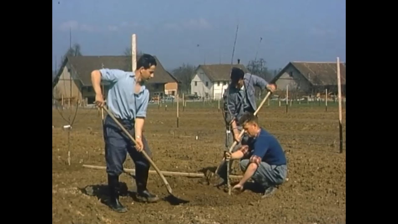 Wandel im Obstbau (Schweiz, 1964)