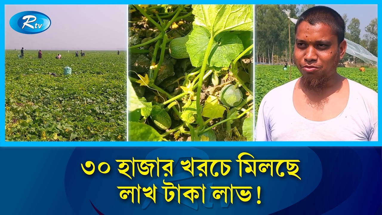 চলনবিলে ধান ও মাছের পর এবার খিরার রাজত্ব | Rtv News