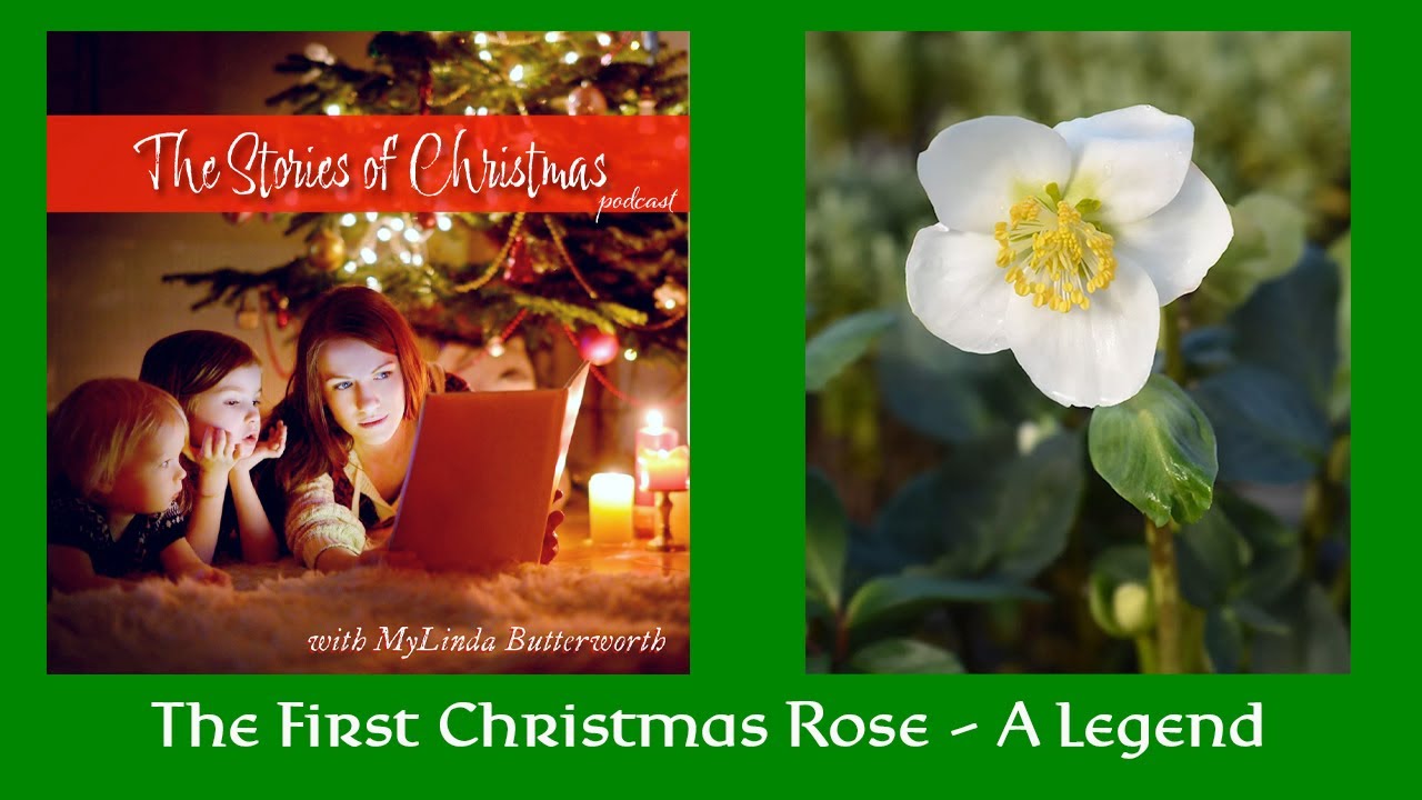 The First Christmas Rose: A Legend &mdash; Stories of Christmas Podcast  #christmasrose #shepherds