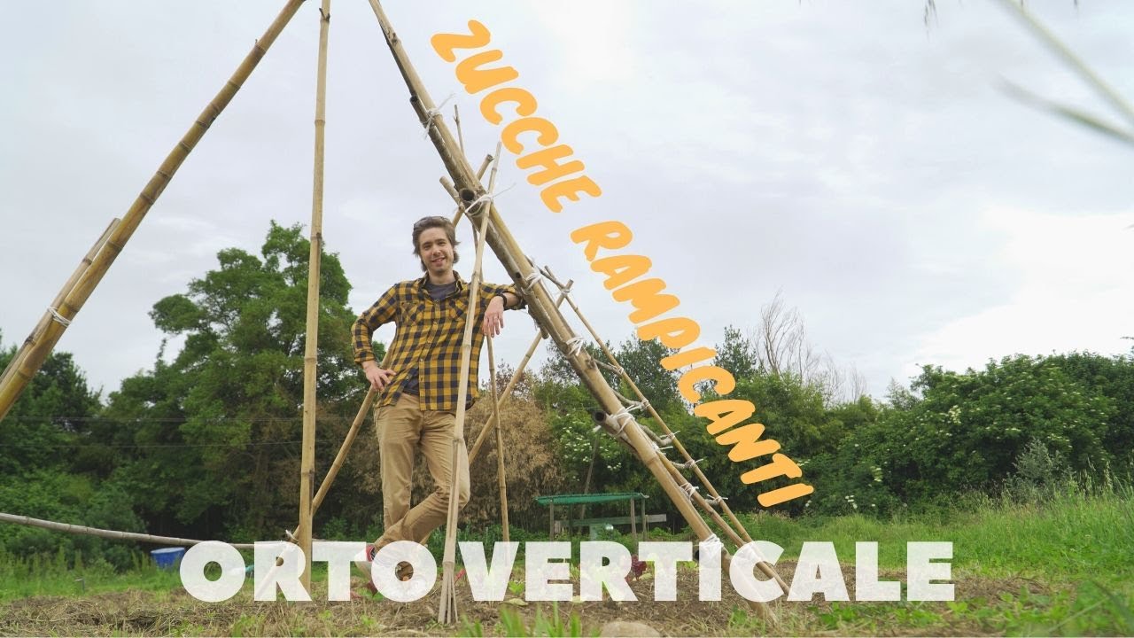 come fare L'ORTO VERTICALE intensivo con ZUCCHE RAMPICANTI (+consociazione)