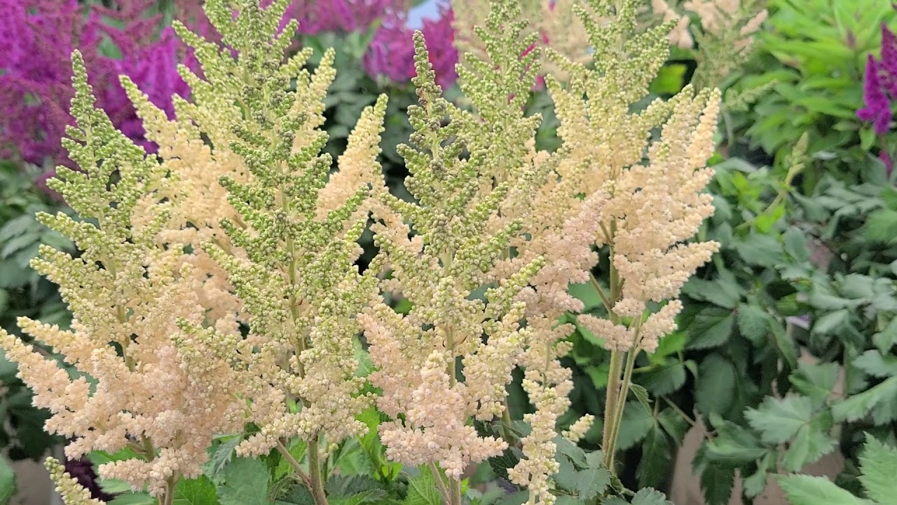 Astilbe 'Visions' series // 5 GORGEOUS,🌟 Selections, Feathery Plumes of Summer Perennial Color!