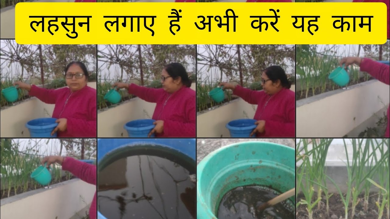 लहसुन में यह काम अभी करें  ग्रोथ दोगुनी हो जाएगी #terrace garden# gardening ideas#kumudvlogs 