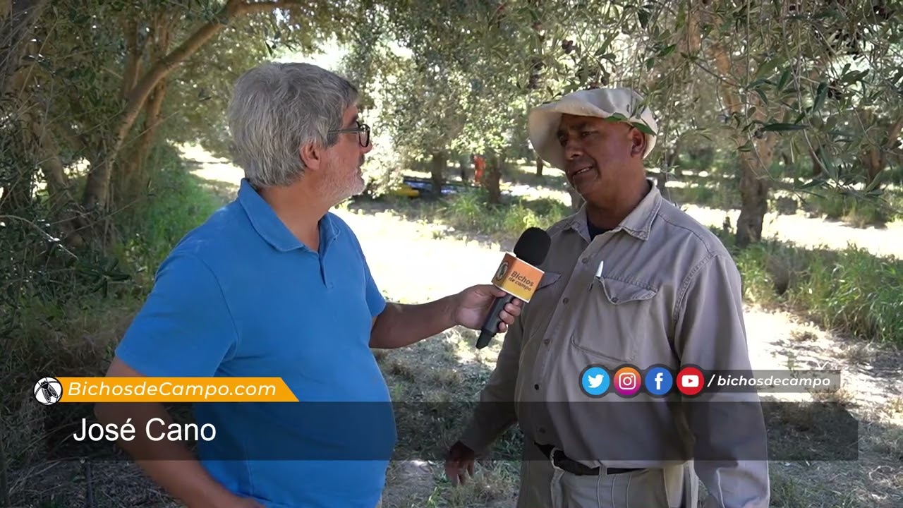 José Cano, encargado general de la finca olivícola Cerro Huacho, en Catamarca
