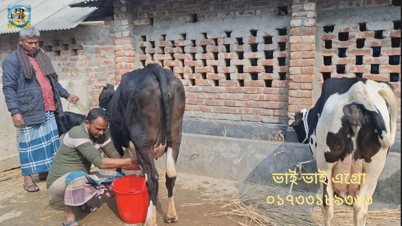 @ আজ 10 February 2026|| ডানো গরু, দুধের গাভী ভাই ভাই এগ্রো ফার্মের কালেকশন||