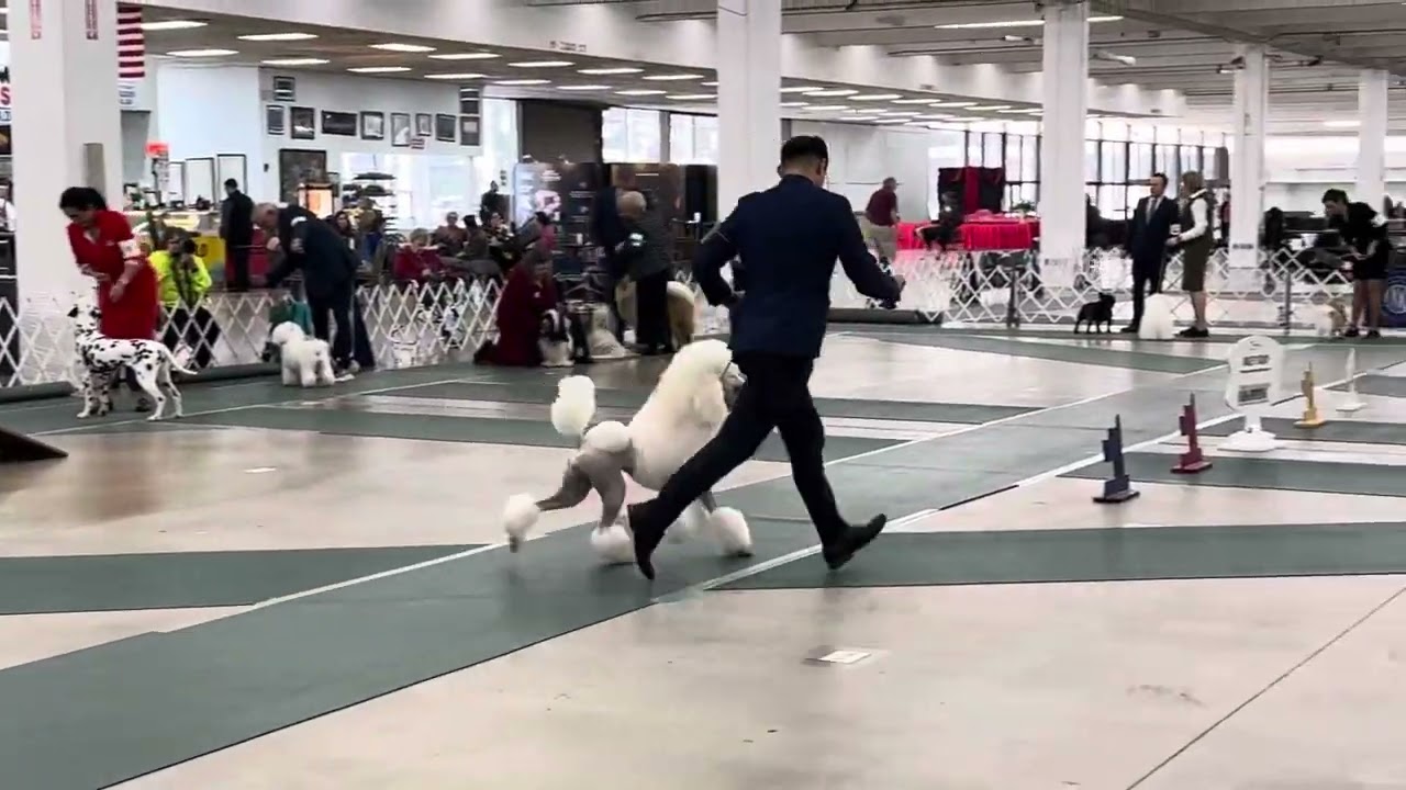 Kate in the group Atlanta dog show