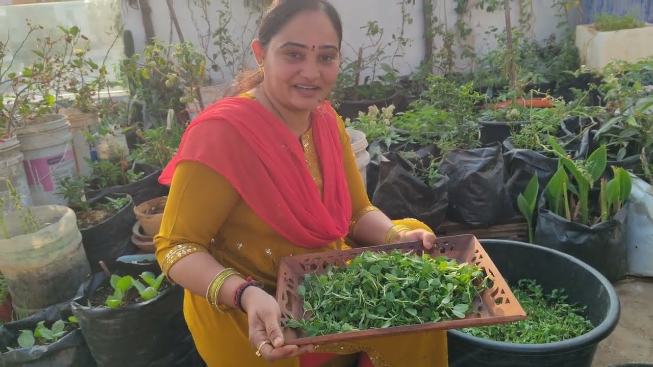 Microgreens harvesting in my terrace garden today... Organic healthy microgreens 