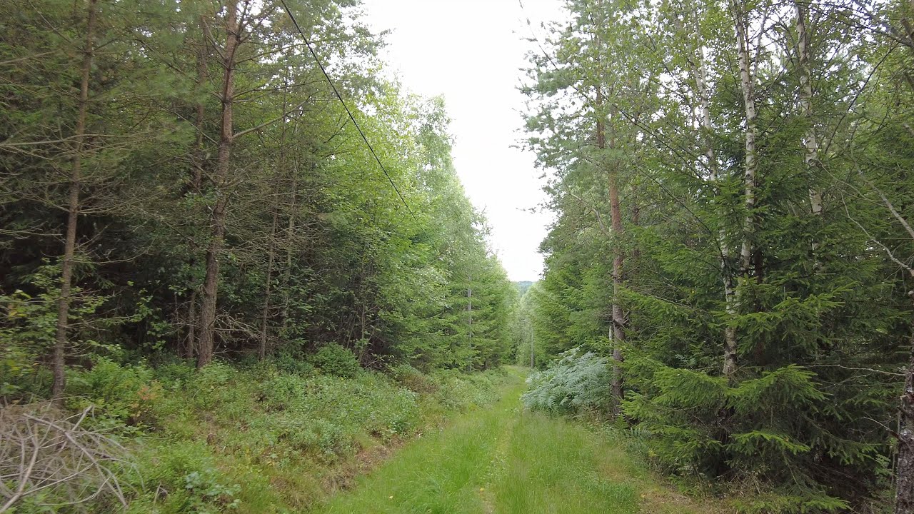 Walking a slightly overgrown trail in &Ouml;xab&auml;ck, Sweden