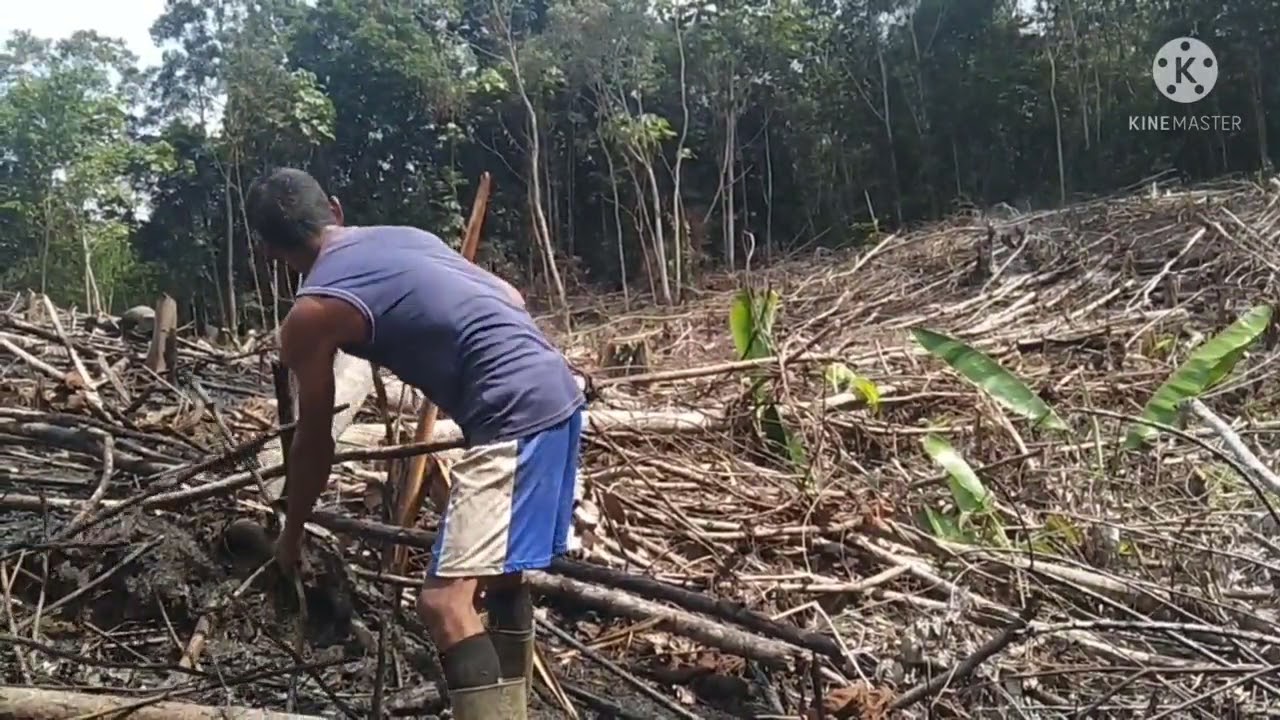 Membuka lahan baru untuk pertanian