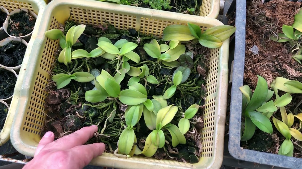 Слишком много саженцев фаленопсиса? Посмотрите, как Orchid Garden обрабатывает этот саженец!