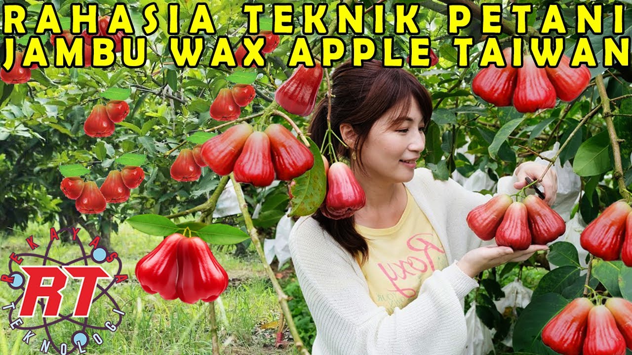 MENGUNGKAP TEKNIK RAHASIA PETANI TAIWAN DALAM MENANAM WAX APPLE BERKUALITAS PREMIUM