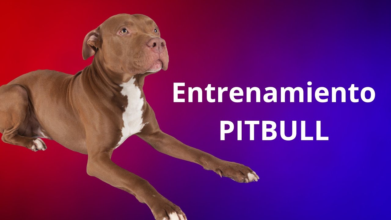 Entrenamiento de PitBull hembra