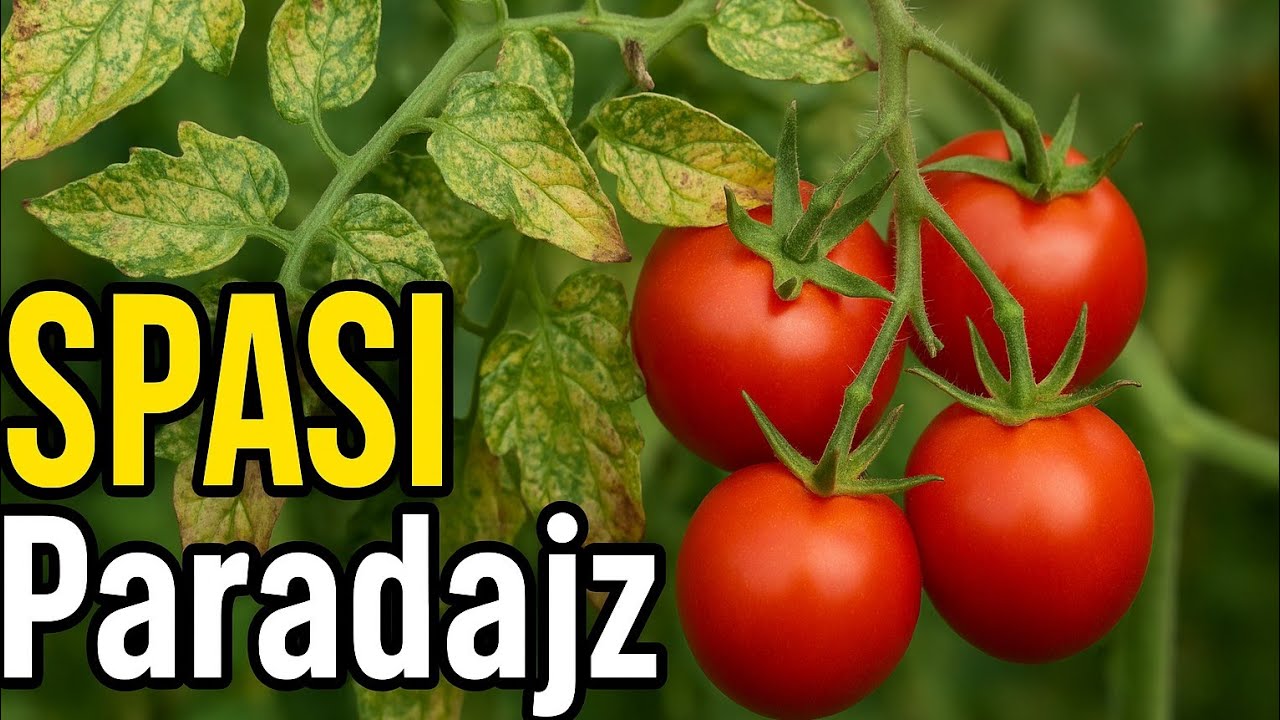 Crveni pauk: Tihi ubica paradajza! Evo kako ga se riješiti prirodno!