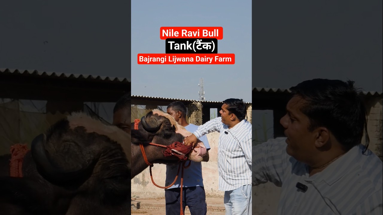 Nili Ravi famous bull Tank🚩#trending #shorts #lijwana