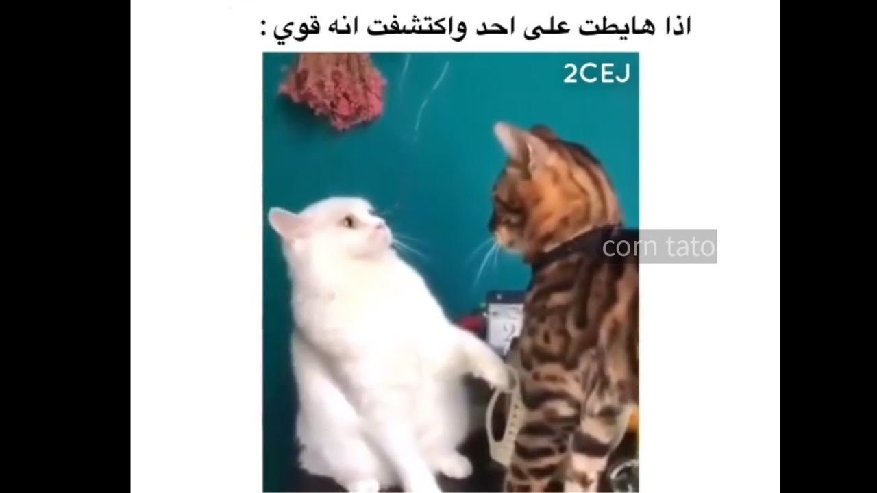 تجميعة ميمز رمضان #6 😂