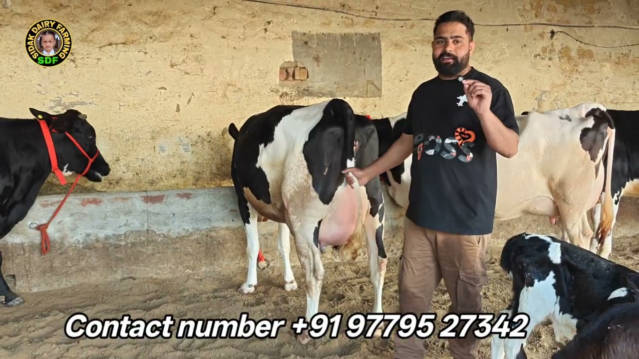 6 Cows for sale, 6 ਗਾਵਾਂ ਵਿਕਾਊ 