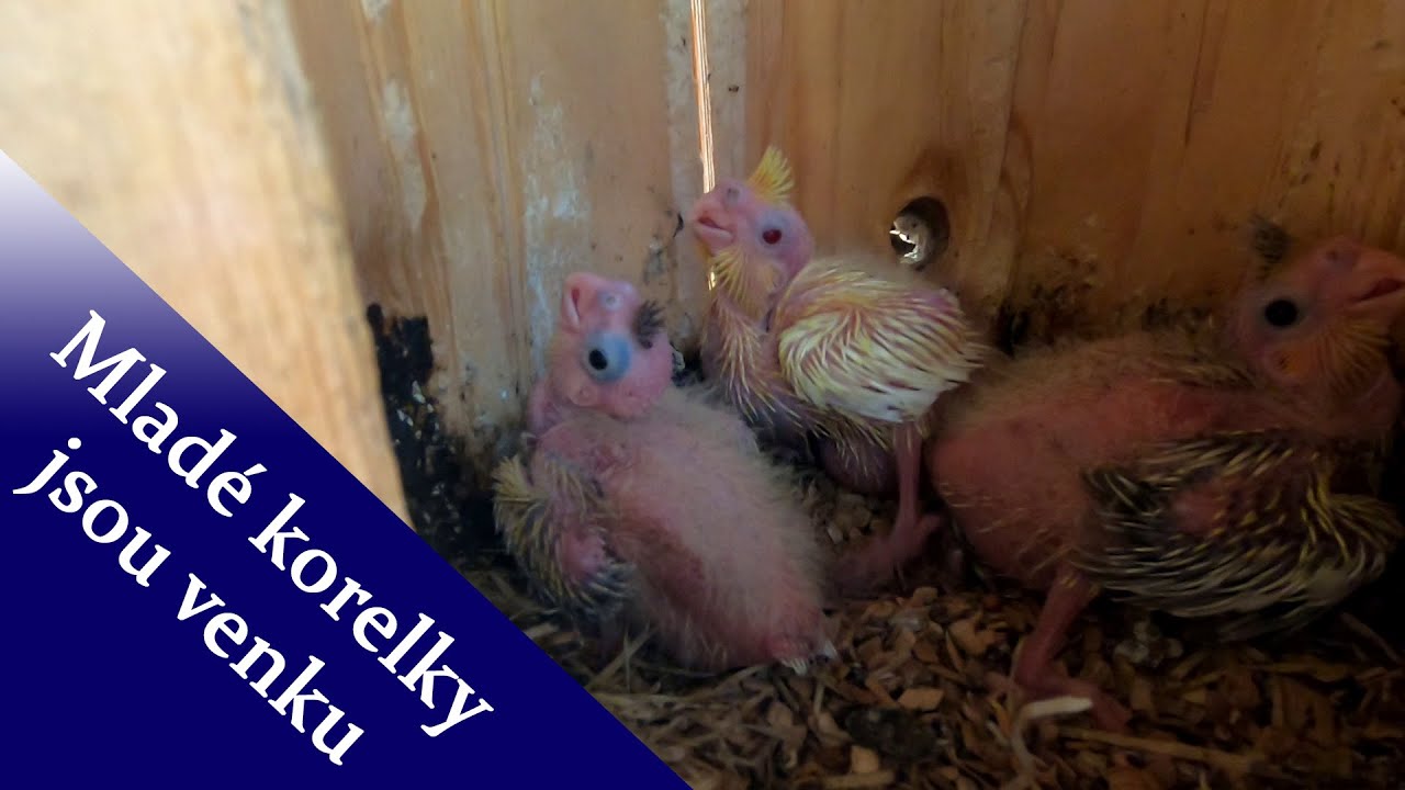 Mlad&eacute; korelky jsou venku │KorelyEu