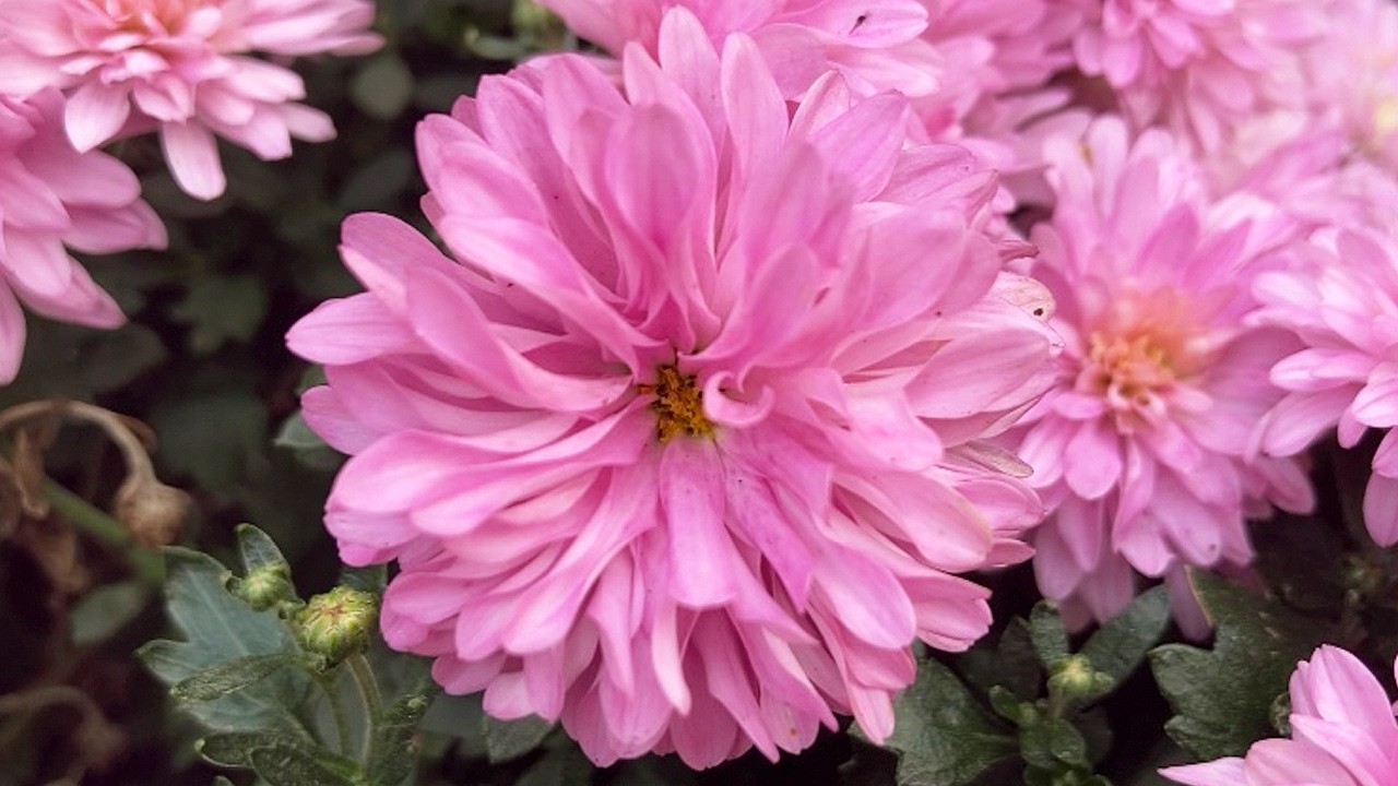 Chrysanthemums, Pansies & Ornamental Kale｜Late Summer to Early Autumn Garden 🌸 Calm & Healing Nature