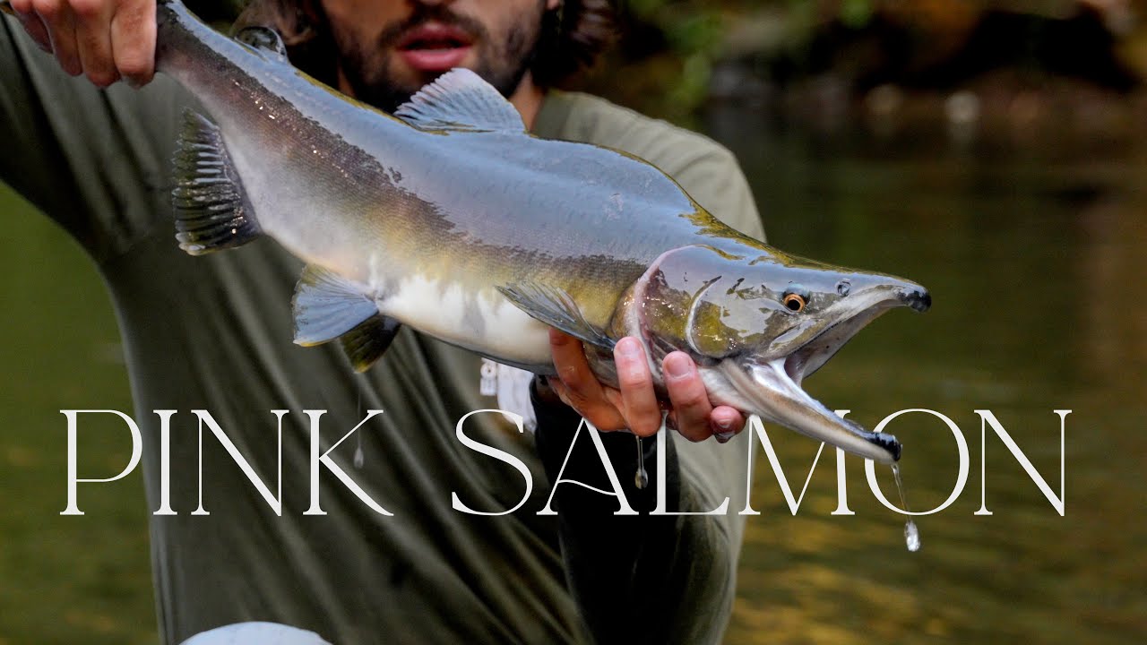 Caught My First Salmon! Wild Adventure. Vancouver Island. Fly fishing. #salmon #flyfishing