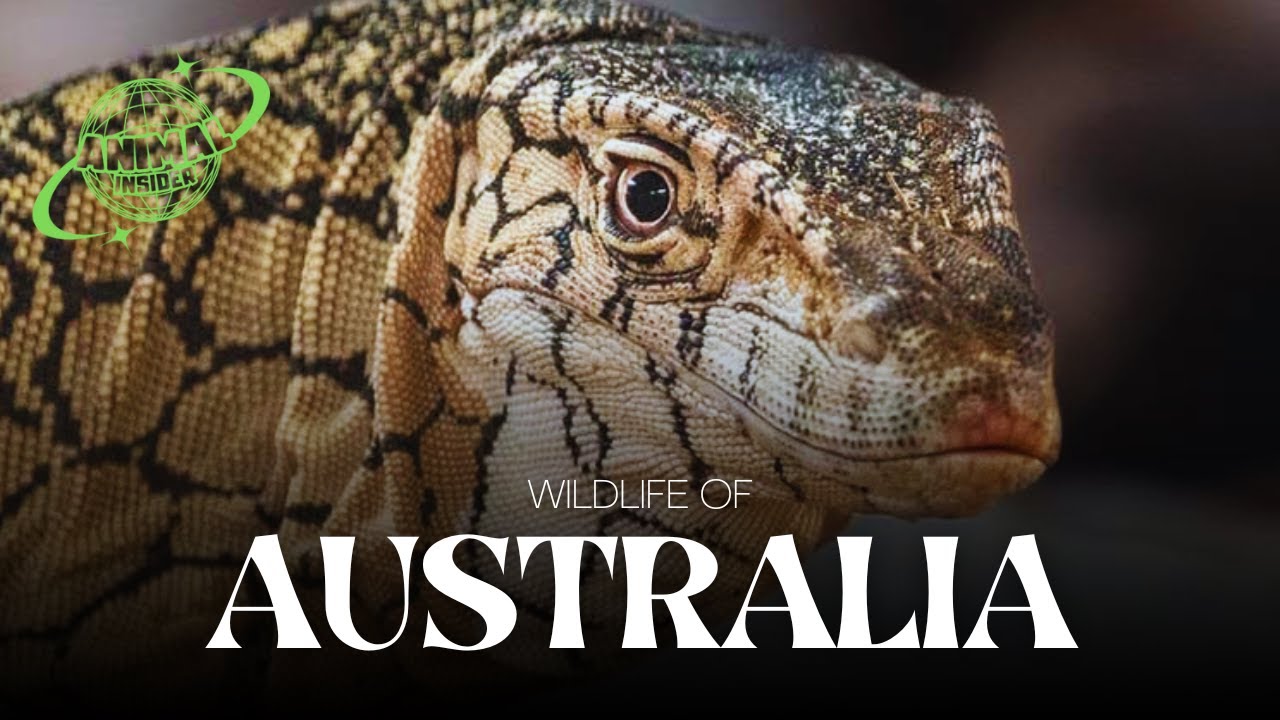 Wildlife of Australia | Documentary Nature | The Animal Insider