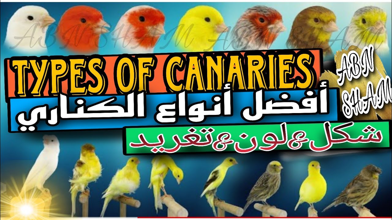 all Types of canaries & The best canaries  أفضل أنواع الكناري نسبة لشكل والتغريد والسلالة