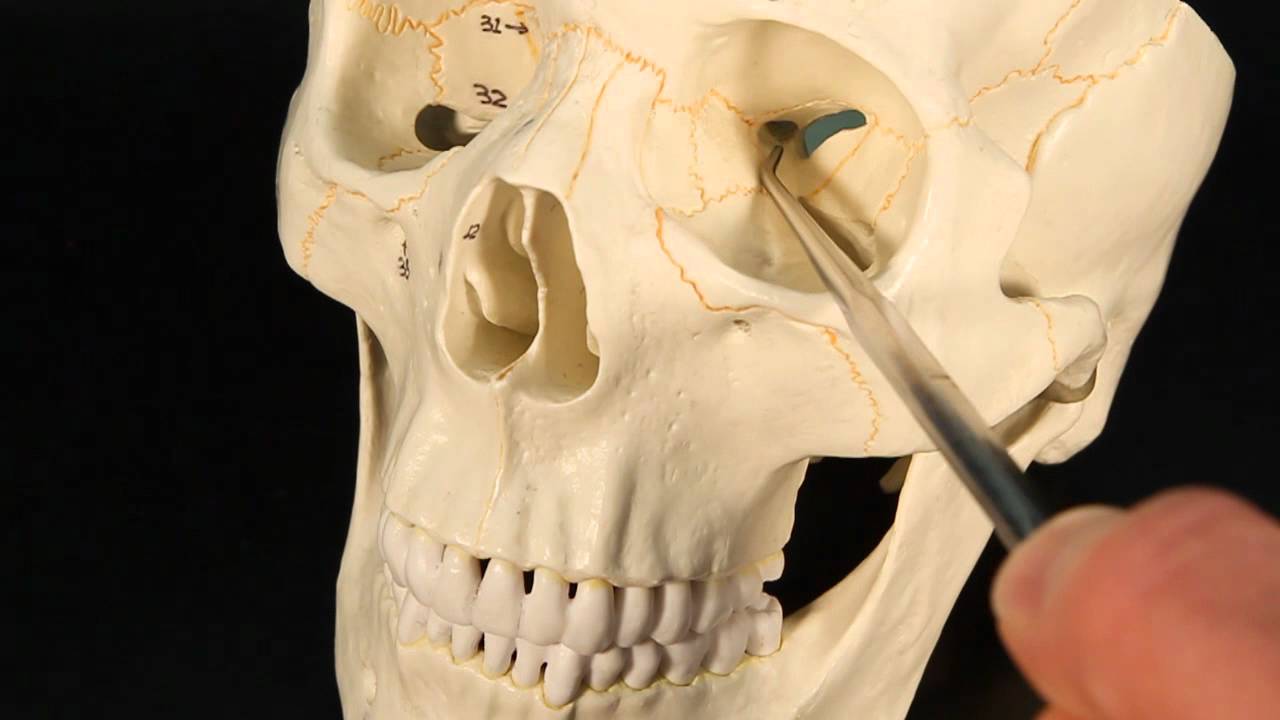 Sphenoid Bone 🦴 #SkullAnatomy