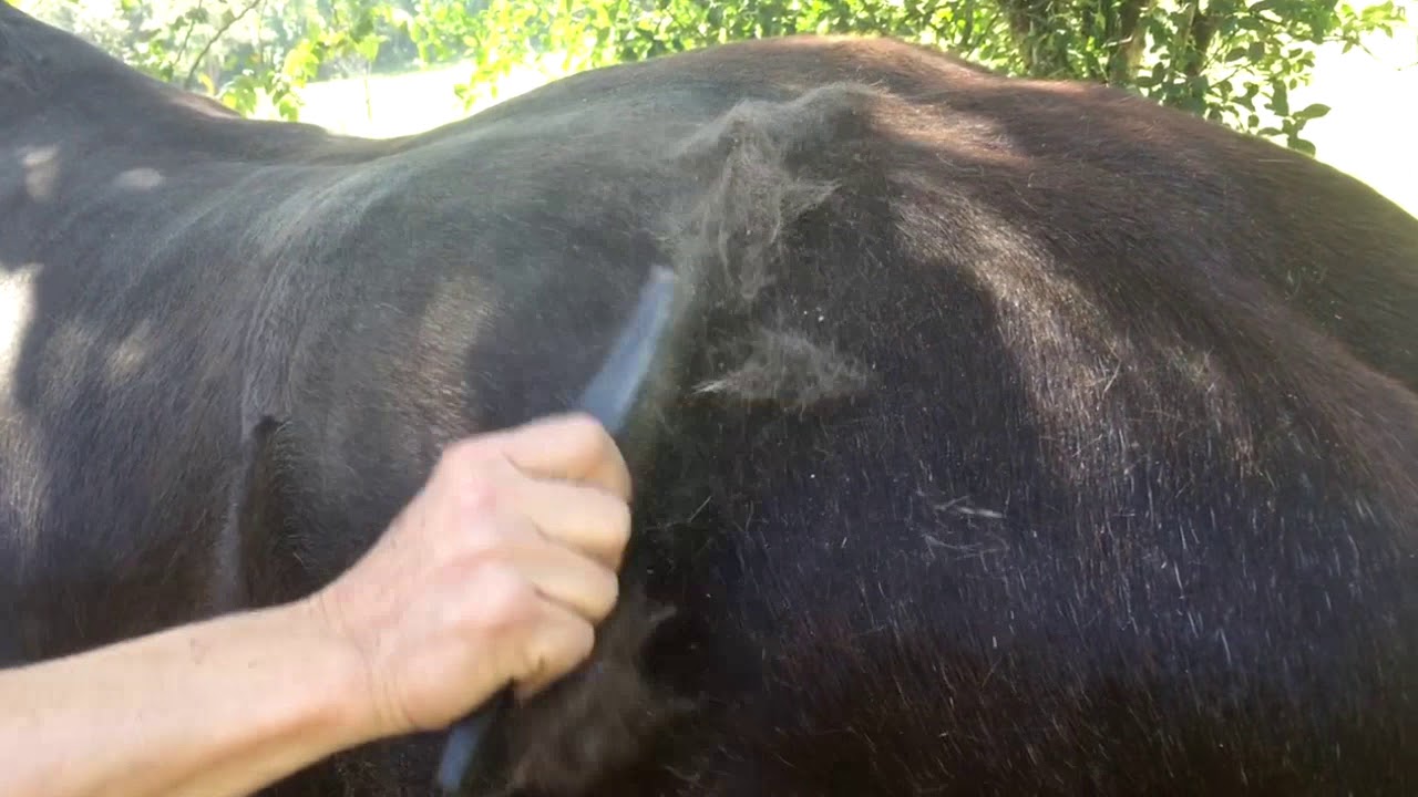 Raspadeira Multiuso para Cavalos