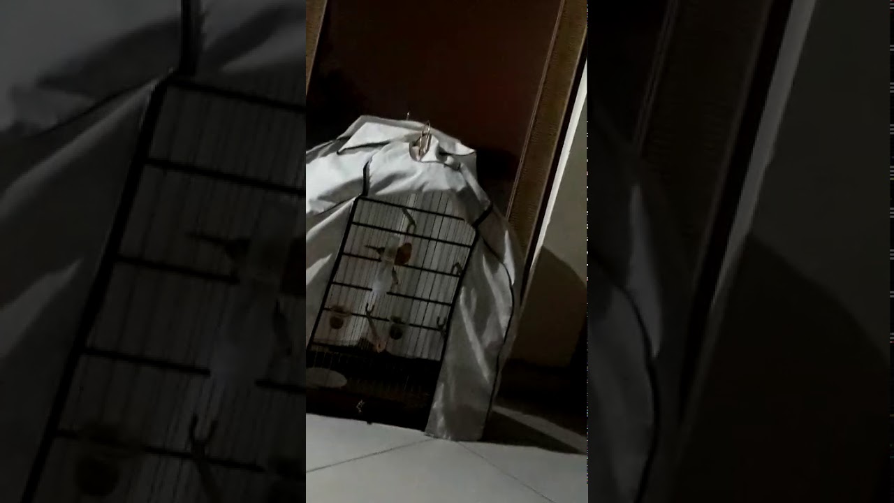 Canario da terra venezuelano