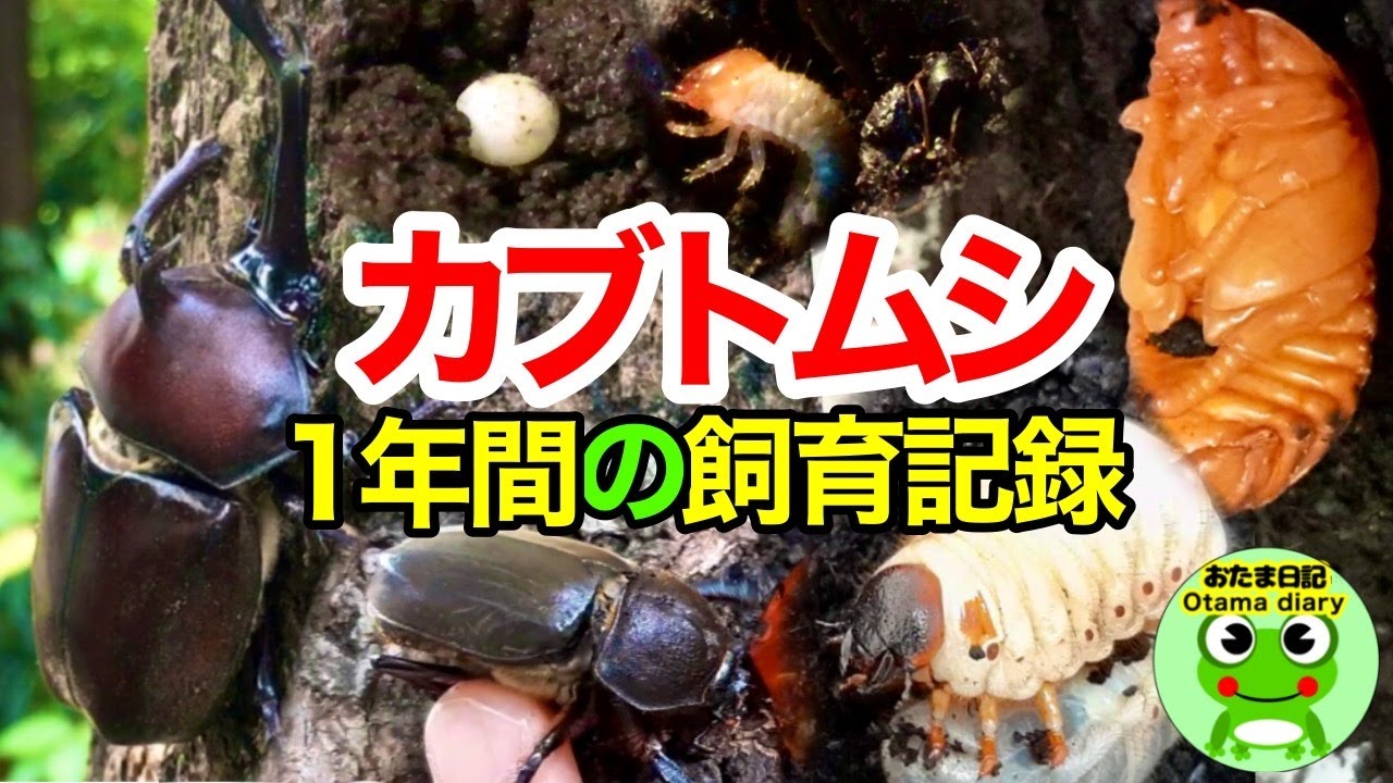 庭にいたカブトムシが産んだ卵を育てた、1年間の感動の記録・・【おたま日記】