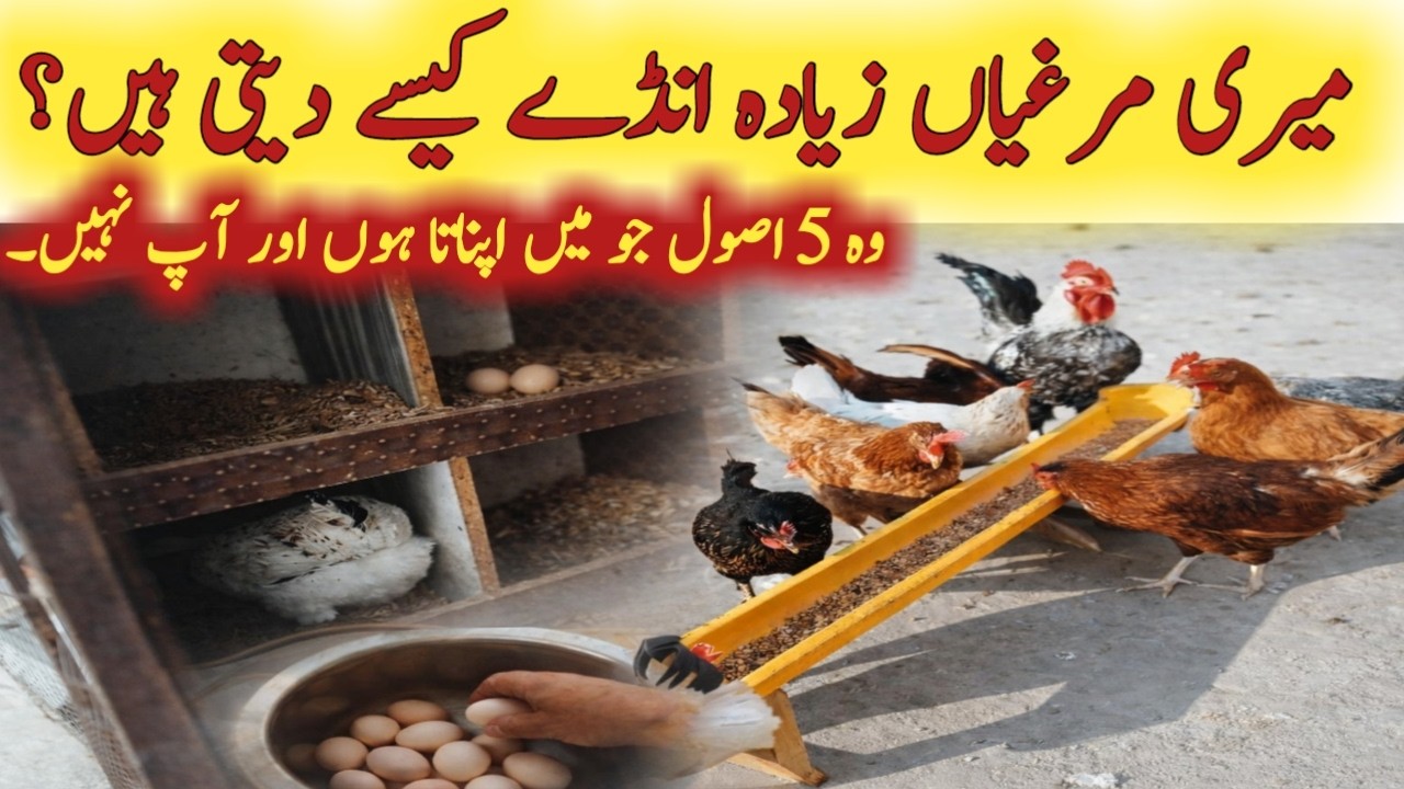 Meri Murghion Ke Ziada Anday ka raaz || 5 Secret Tips for Maximum Egg Production