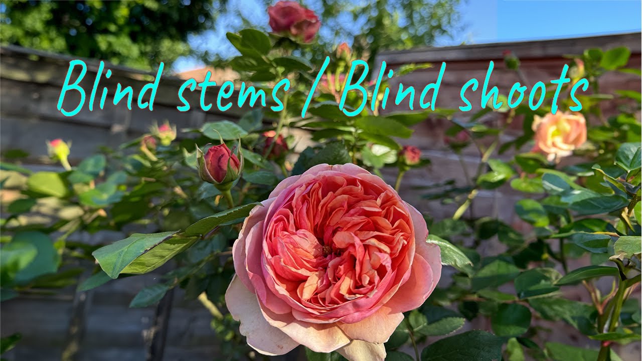 Blind stems or Blind shoots on roses. What to do to have beautiful flowers. Magic cocktail recipe.