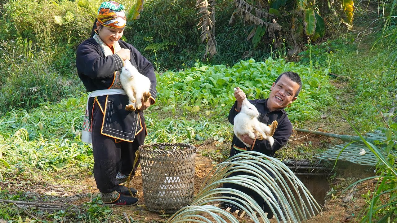 Dwarf Family Sets Traps to Catch Rabbits in the Wild and Harvests Turnips | Primitive Life