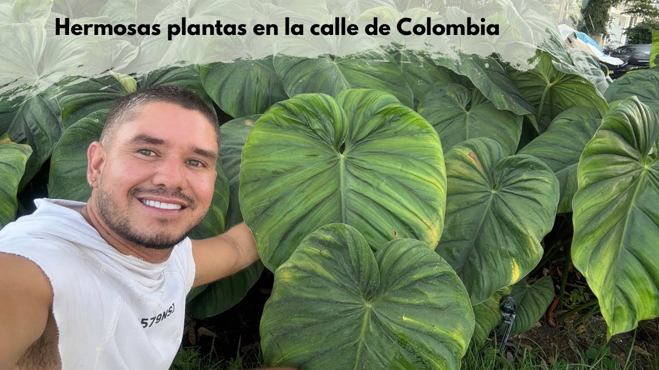 HERMOSAS PLANTAS en la calles de Colombia 
