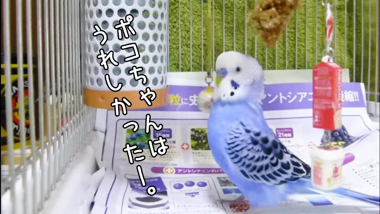 ポコちゃんは楽しくてうれしかったのだ【生後10か月】