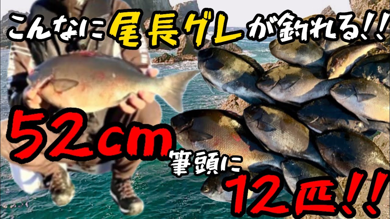 【鵜来島水島2番】激渋の尾長グレが〇〇で入れ食い状態に！最大52cm含む12匹！