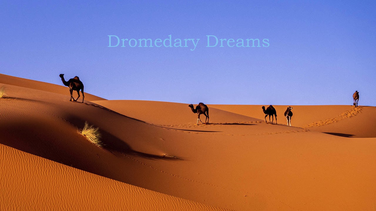 Dromedary Dreams