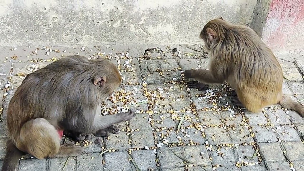 The Adorable Monkey Duo is Snack Time Adventure || 🫘🐒 #monkeys #animals #feeding 