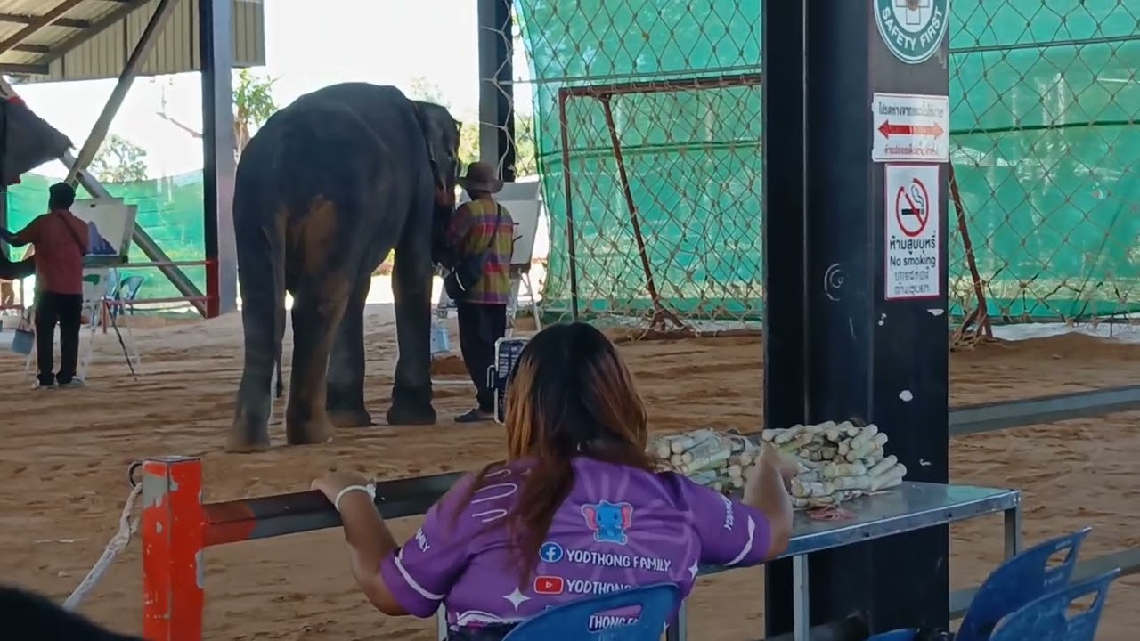 แสดงช้างสุรินทร์ep.5