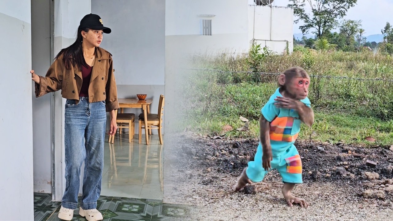 Where's SU? Little Monkey Secret Sneaks Out, Mom Desperate Search Everywhere!