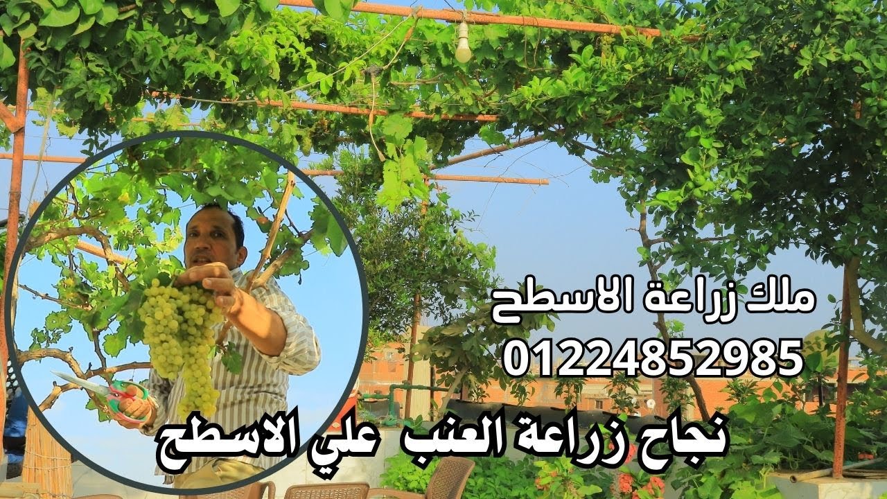 تعلم واحترف زراعة العنب فوق الاسطح مع خبير زراعة الاسطح د:عبدالرحمن شحاتة حلقة حصاد العنب01224852985