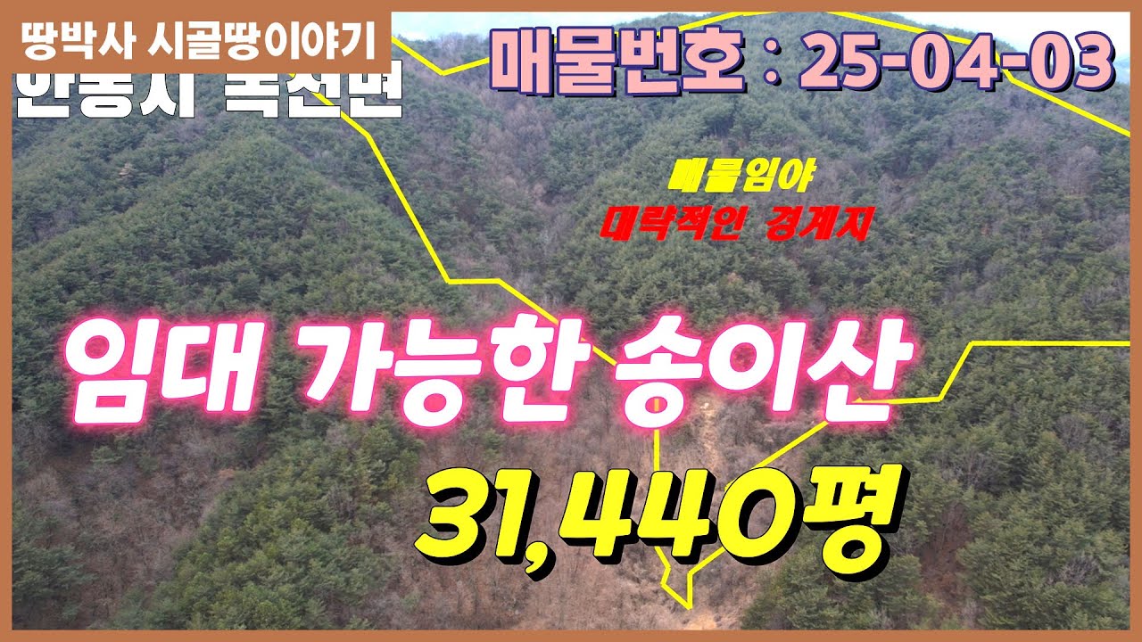 (25.04.03)안동시 녹전면소재지 인근 한적한 골짜기 막장 송이 버섯수확하며 돈도 벌고 산약초 재배하며 산림경영 하기 좋은 임야 경북 안동시 녹전면 #시골땅이야기