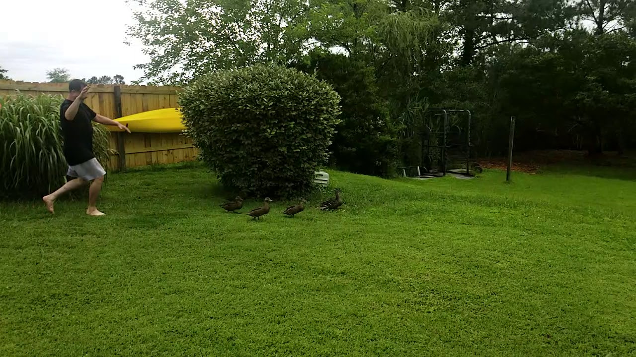 Duckery