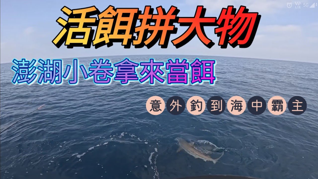 意外釣上海中霸主，買好吃的小卷來當餌拼大物