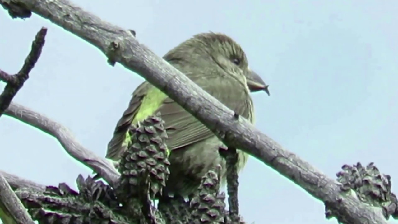 Cassia Crossbills - Male, Female and Young Feeding on the Ground and in the Pines