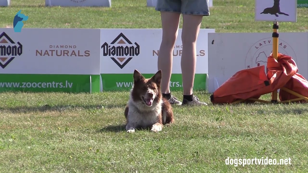 Qualifications – Nancy Pinamonti + Gingerbell Zero Noia / Border Collie – ITALY