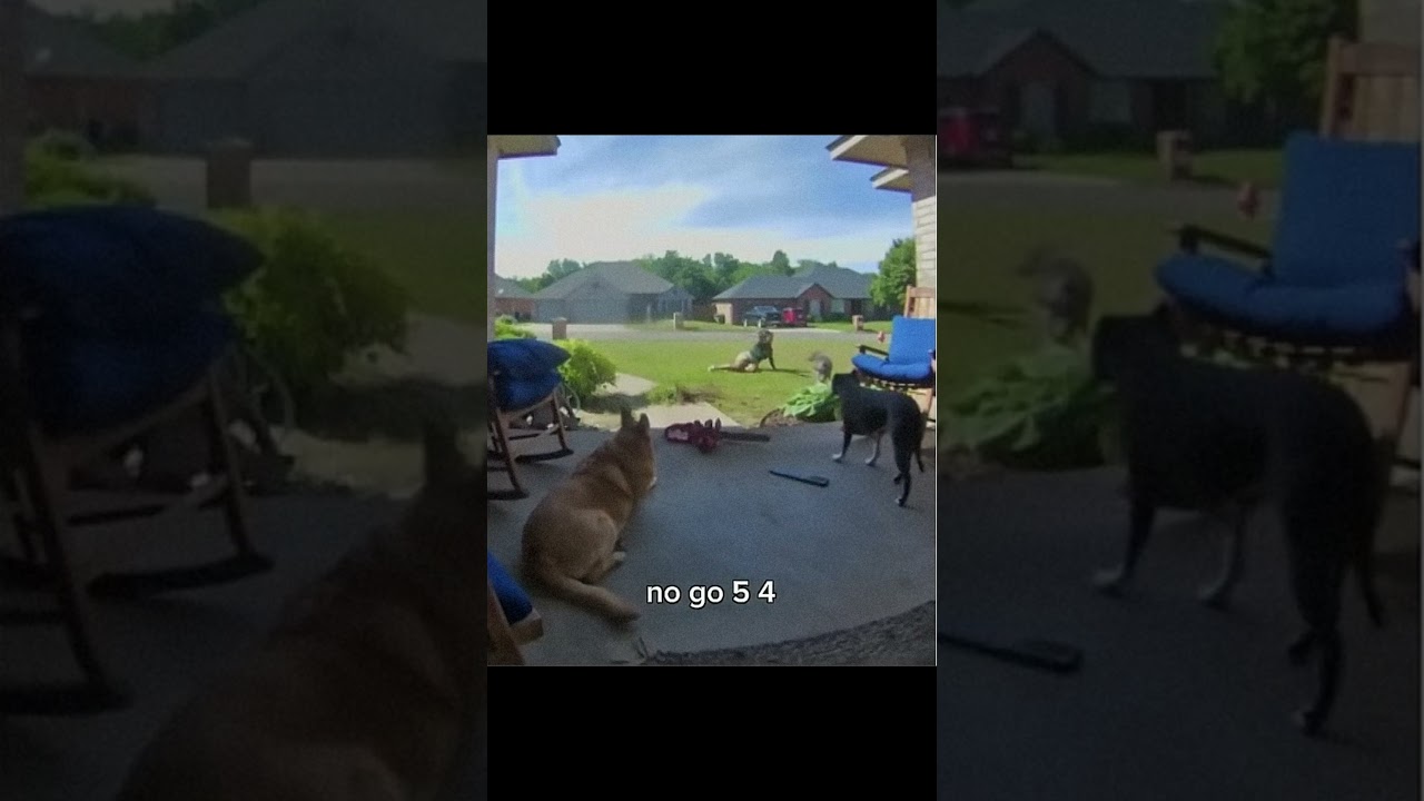 This is The Importance of Being an Alpha Over Your Dog!