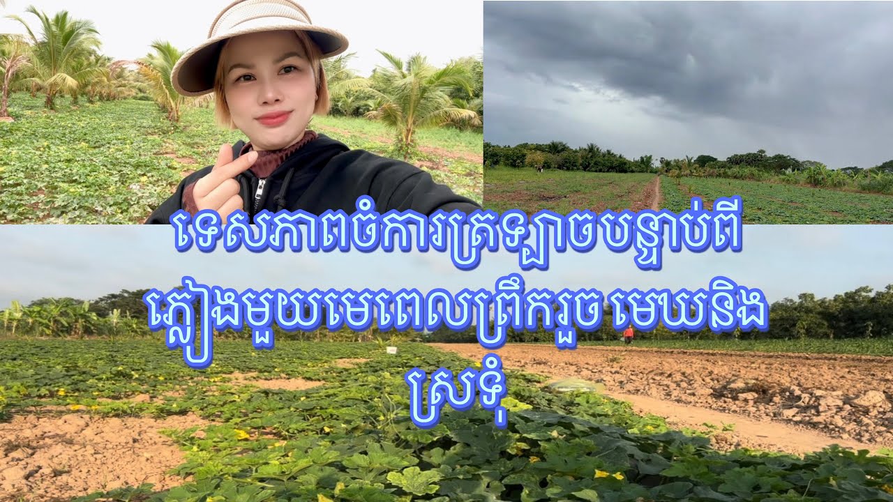 #ទេសភាពចំការត្រទ្បាចពេលព្រឹកព្រលឹម បន្ទាប់ពីភ្លៀងមួយមេពេលព្រឹករួច#cambodiagirl 