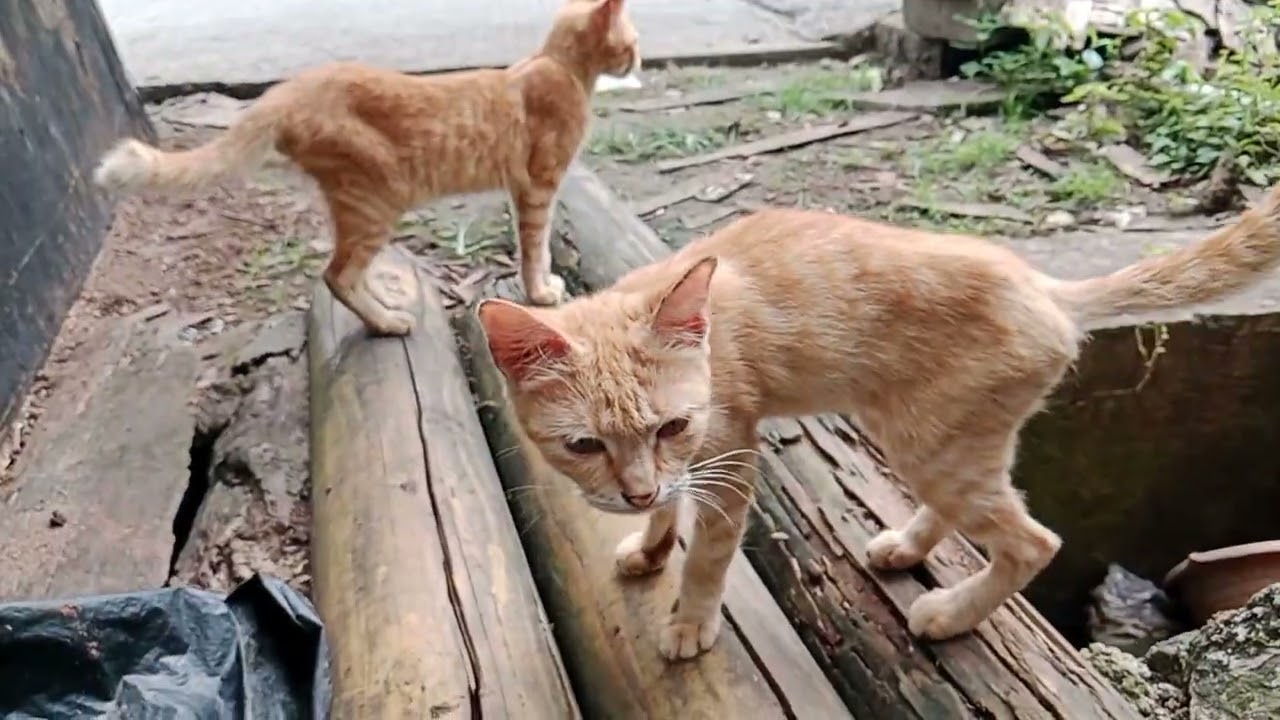 Bermain bersama di luar sangat bersemangat