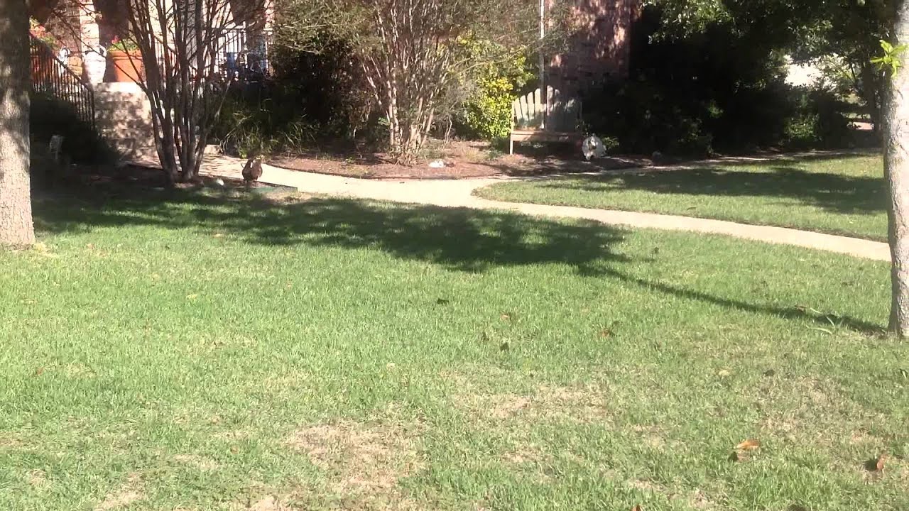 My Neighbors' Barking Dogs