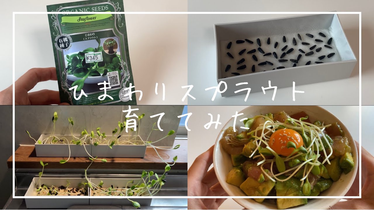 ひまわりスプラウトを育ててみた　1日目〜11日目